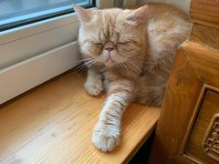 -猫小院猫主题咖啡厅(北锣店)