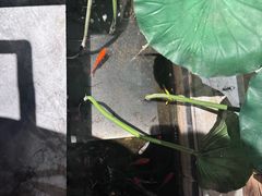 -情满四合院•京菜•烤鸭(动物园店)