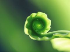 -瑞丽独树成林风景区