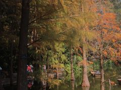 -深圳仙湖植物园