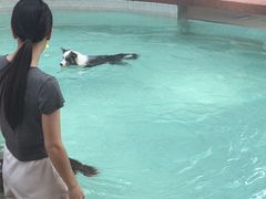 -帕帕拉兹宠物(亚洲旗舰店)