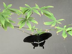 -元古雲境(南京万象天地店)