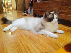 -达爱动物医院·犬猫分区·CT·复杂眼科(远洋山水分院)
