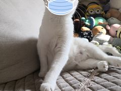-佳怡动物医院·平价24小时·猫专科骨外科