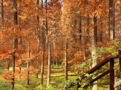 -黄海国家森林公园