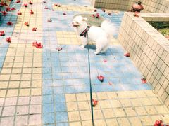-创凡宠物医院·骨专科  猫科中心(西乡分院)