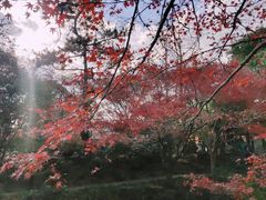 -秋霞圃
