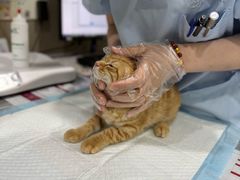 -四月宠物医院·猫专科·心脏专科·内科(转塘店)
