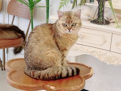 -共舞时光猫咖·狗咖(新街口店)