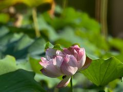 -陈家山荷花公园