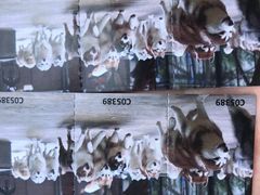 -TrueLove @ Neverland (Husky Cafe)