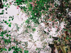 -深圳国际园林花卉博览园