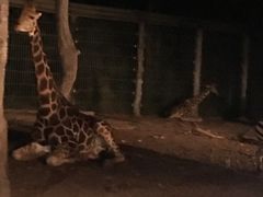 -清迈夜间动物园