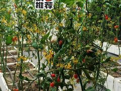 -甜心庄园·甜心草莓采摘园(西青中北店)