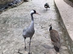 -燕塞湖鸟语林景区