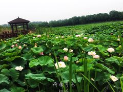 -荷塘月色湿地公园·向阳花洲