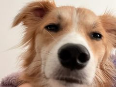 -爱妮康宠物医院·干细胞免疫细胞·肿瘤·心脏(张江店)