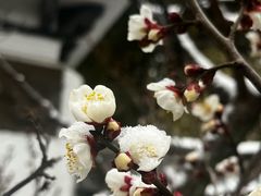 -无锡梅园公园