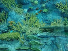 -上海海洋水族馆