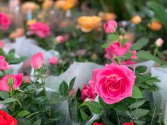-金科花卉市场