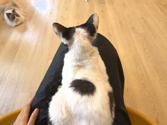 -有喵·猫咖·狗咖·30几只猫10只小狗(岗厦店)