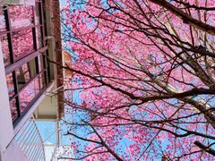 -苍山感通索道