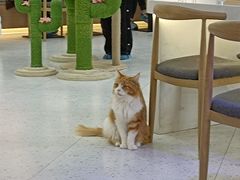 -喵园·猫主题咖啡厅·撸猫·猫咖(国贸店)