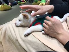 -逗柴咖啡屋·狗咖猫咖宠物桌游