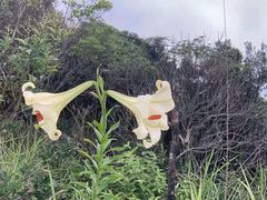 -风云岭森林公园