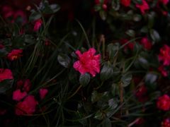 -白塘生态植物园