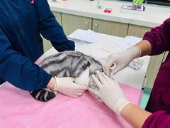 -北京观赏动物医院·24小时大型综合·猫专科·异宠专科