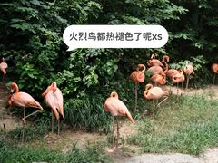 -红山森林动物园