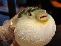 -肆月河豚·淮扬菜·湘菜(华天店)