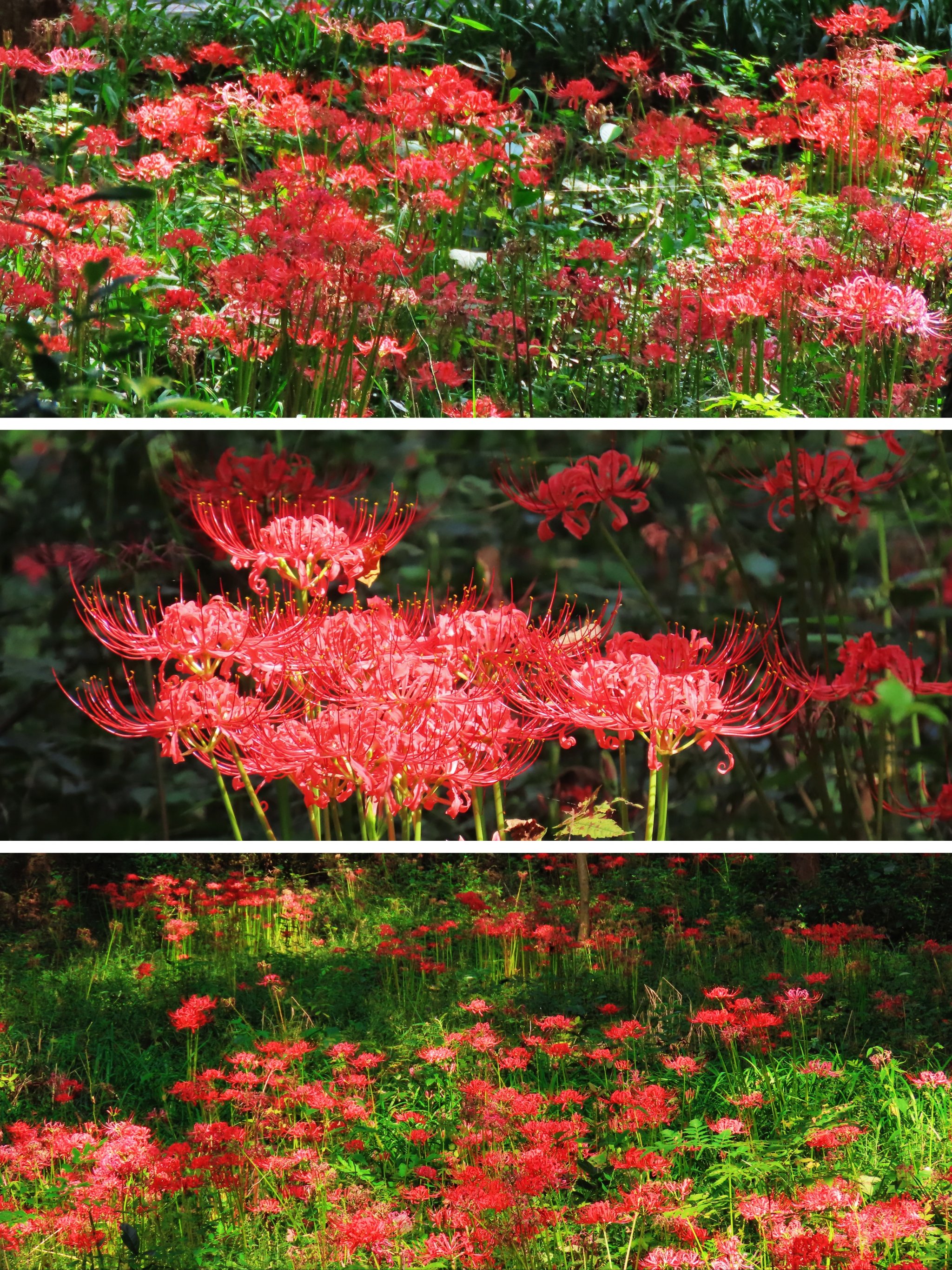 花多人少免费‼️中山陵彼岸花海9月8日实拍