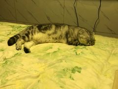 -派特宠物医院(圆融广场店)