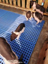 -萌宠亲子动物乐园(槐房万达店)