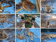 -鹏城人家海鲜酒家·23年老字号(较场尾店)