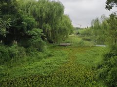 -贡湖湾湿地公园