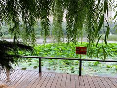 -前关湿地公园