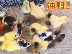 -中环花鸟鱼虫市场