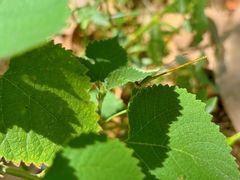 -洋湖国家湿地公园