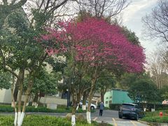 -杭州花家山庄