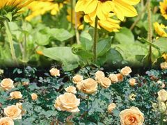 -人民公园(罗湖区)