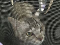 -乐琪宠物医院·犬猫专科·骨外科·急重症