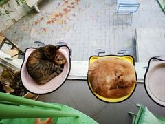-有猫主题·治愈系猫咖(曾厝垵店)