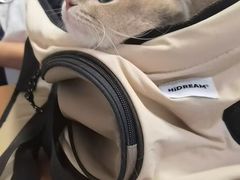 -天使宠物医院·犬猫分诊(彩虹店)