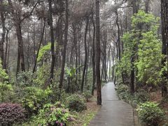 -铁山坪森林公园