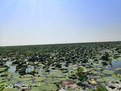 -洪湖湿地生态园