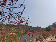 -南国桃园旅游度假区