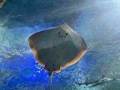 -上海海洋水族馆